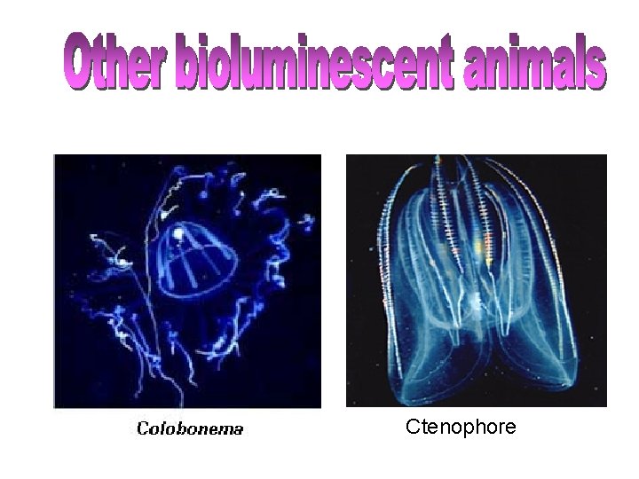 Ctenophore 