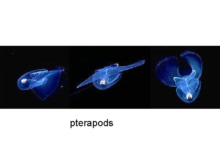 pterapods 