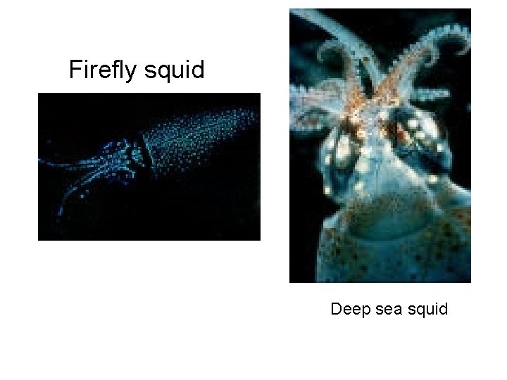 Firefly squid Deep sea squid 