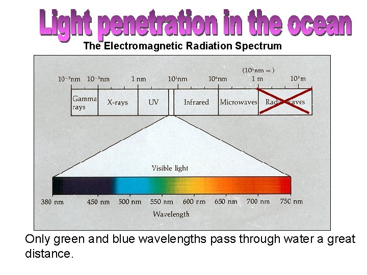 The Electromagnetic Radiation Spectrum Only green and blue wavelengths pass through water a great