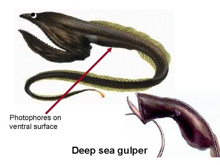 Photophores on ventral surface Deep sea gulper 