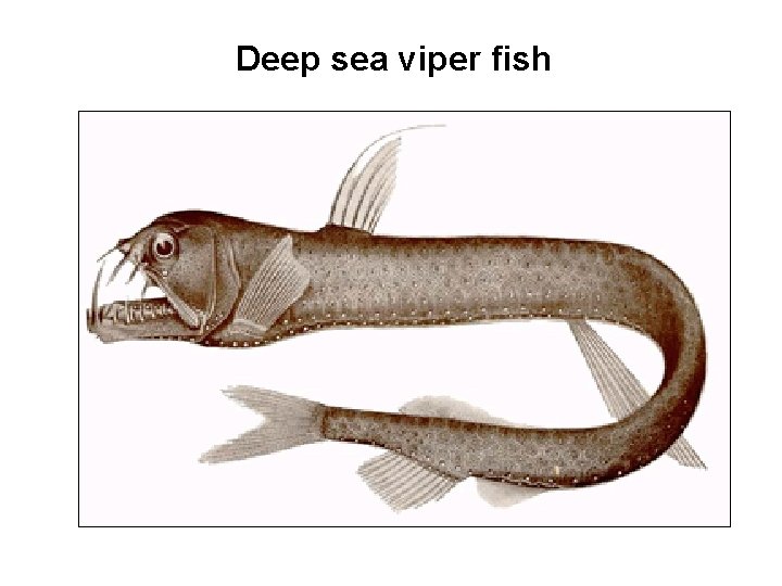 Deep sea viper fish 