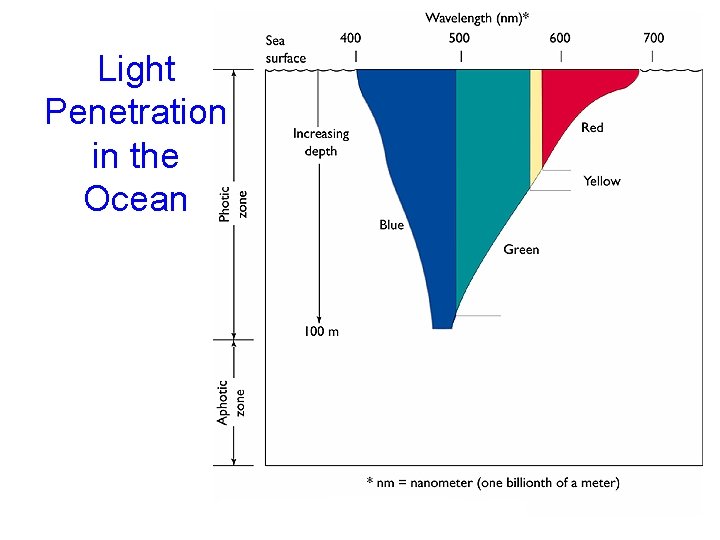 Light Penetration in the Ocean 