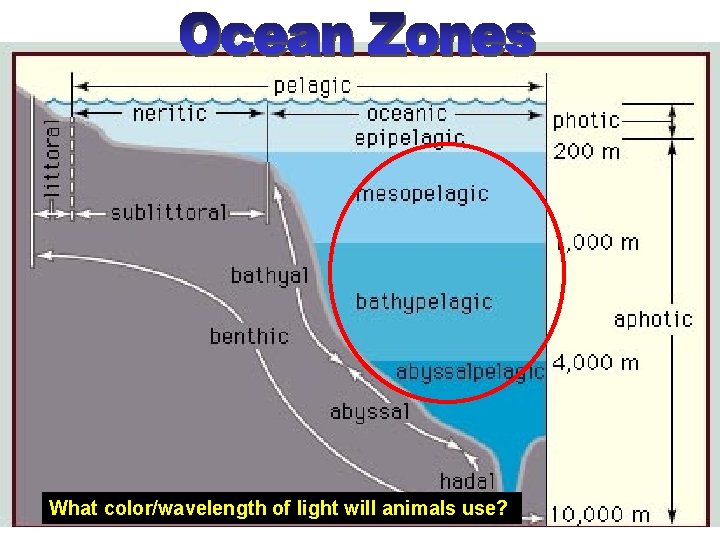 What color/wavelength of light will animals use? 