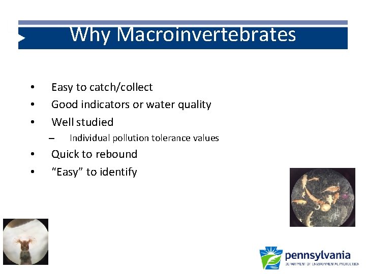 Why Macroinvertebrates • • • Easy to catch/collect Good indicators or water quality Well