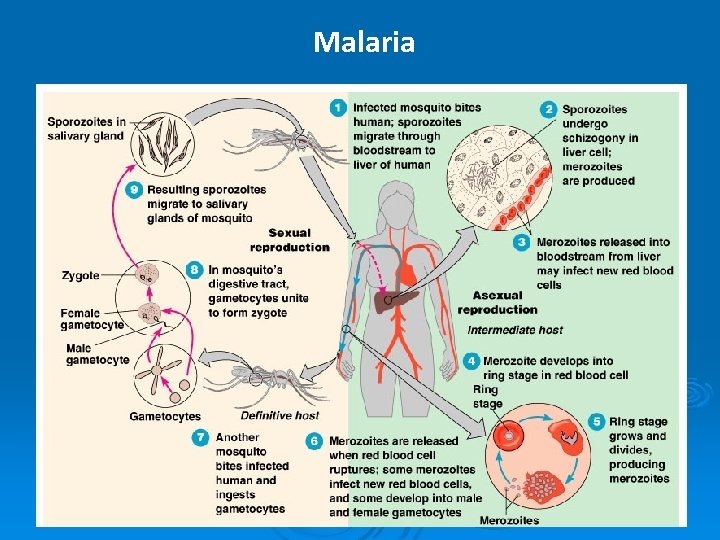 Malaria 