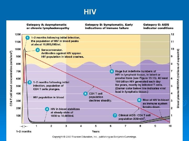 HIV Figure 19. 15 