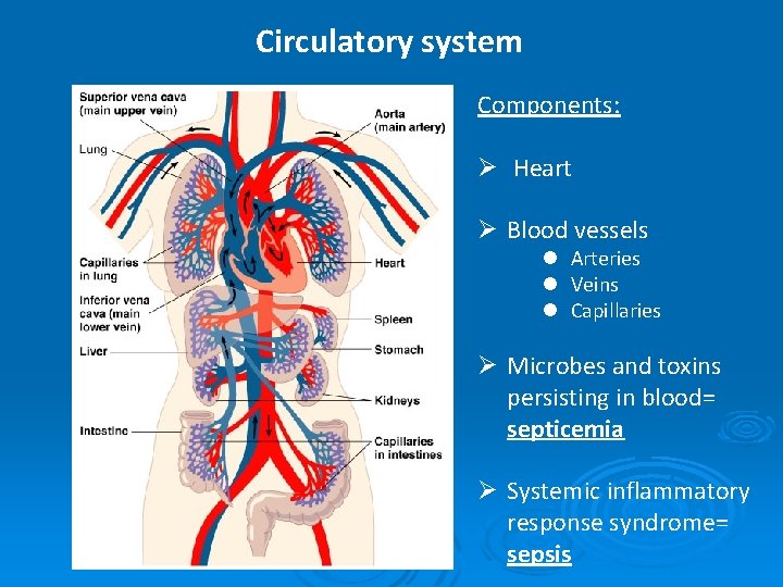 Circulatory system Components: Ø Heart Ø Blood vessels l Arteries l Veins l Capillaries