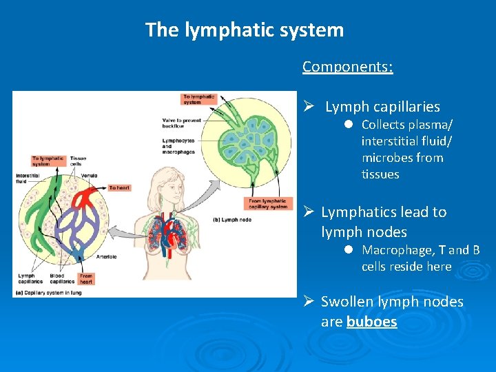 The lymphatic system Components: Ø Lymph capillaries l Collects plasma/ interstitial fluid/ microbes from