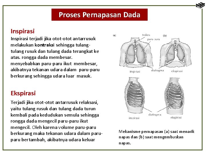 Proses Pernapasan Dada Inspirasi terjadi jika otot-otot antarrusuk melakukan kontraksi sehingga tulang rusuk dan
