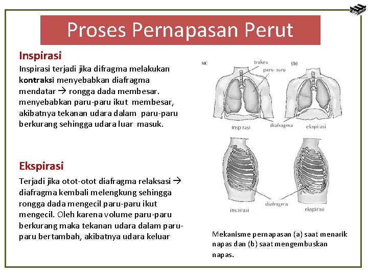 Proses Pernapasan Perut Inspirasi terjadi jika difragma melakukan kontraksi menyebabkan diafragma mendatar rongga dada