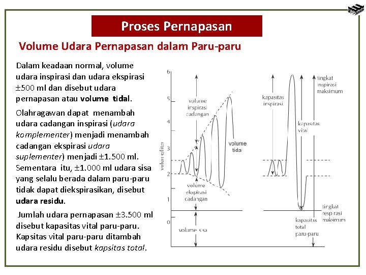 Proses Pernapasan Volume Udara Pernapasan dalam Paru-paru Dalam keadaan normal, volume udara inspirasi dan