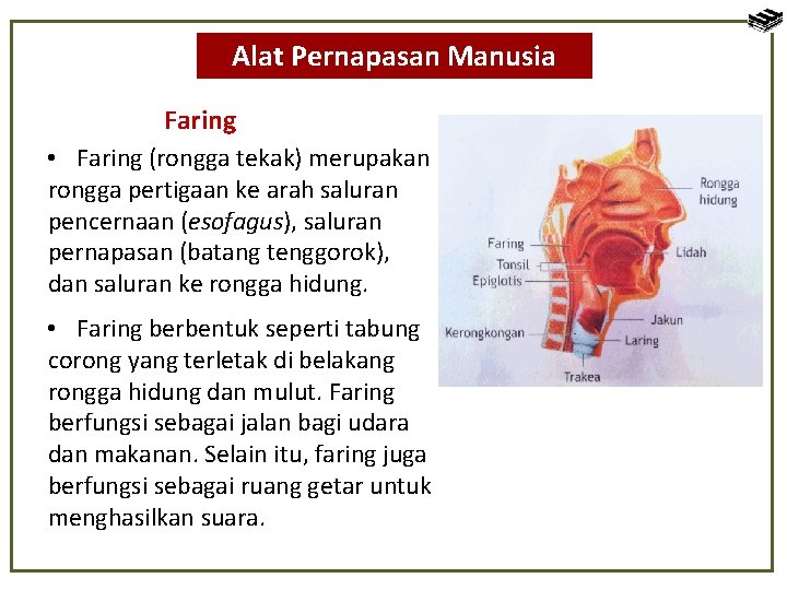 Alat Pernapasan Manusia Faring • Faring (rongga tekak) merupakan rongga pertigaan ke arah saluran
