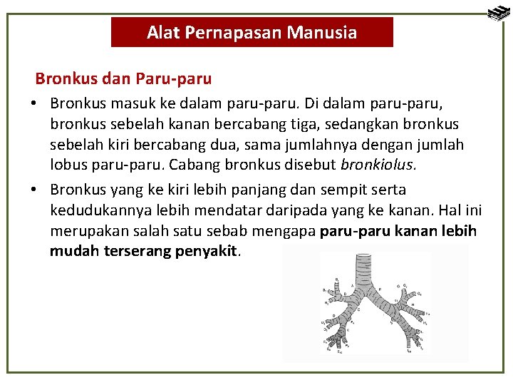 Alat Pernapasan Manusia Bronkus dan Paru-paru • Bronkus masuk ke dalam paru-paru. Di dalam