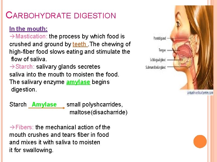 CARBOHYDRATE DIGESTION In the mouth: Mastication: the process by which food is crushed and