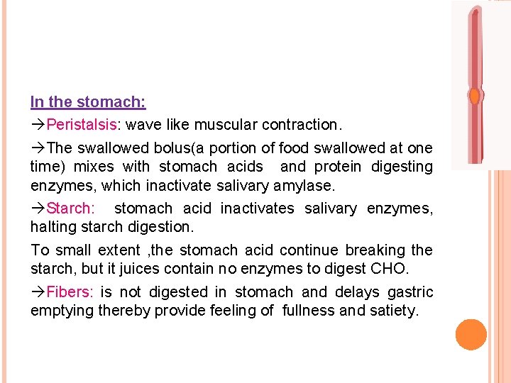 In the stomach: Peristalsis: wave like muscular contraction. The swallowed bolus(a portion of food
