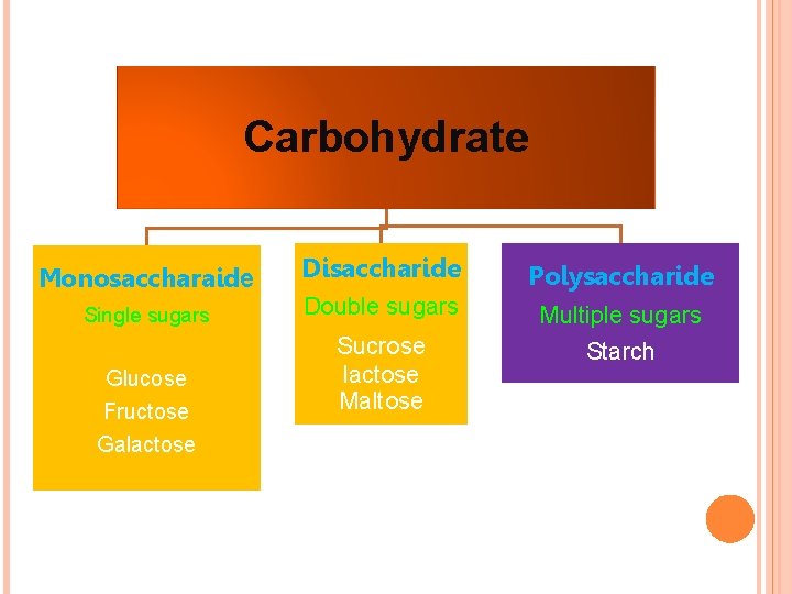 Carbohydrate Monosaccharaide Single sugars Glucose Fructose Galactose Disaccharide Polysaccharide Double sugars Multiple sugars Starch