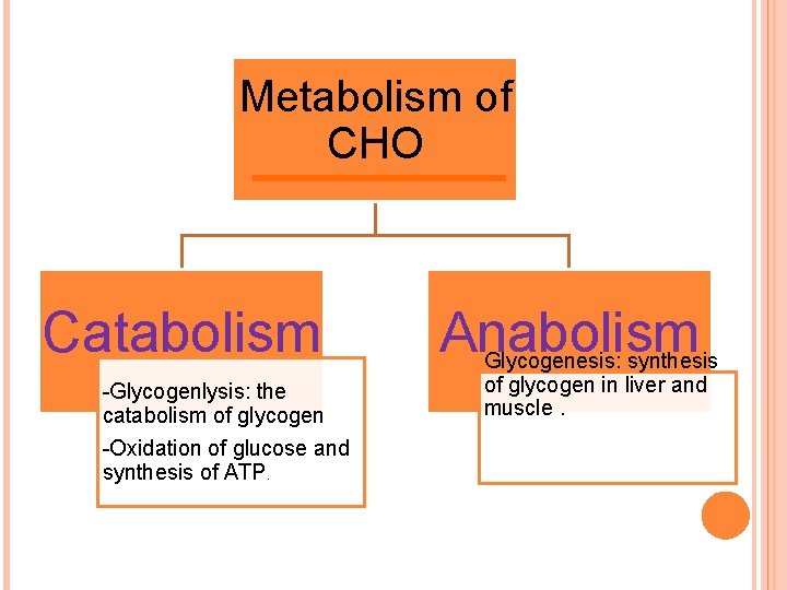 Metabolism of CHO Catabolism -Glycogenlysis: the catabolism of glycogen -Oxidation of glucose and synthesis