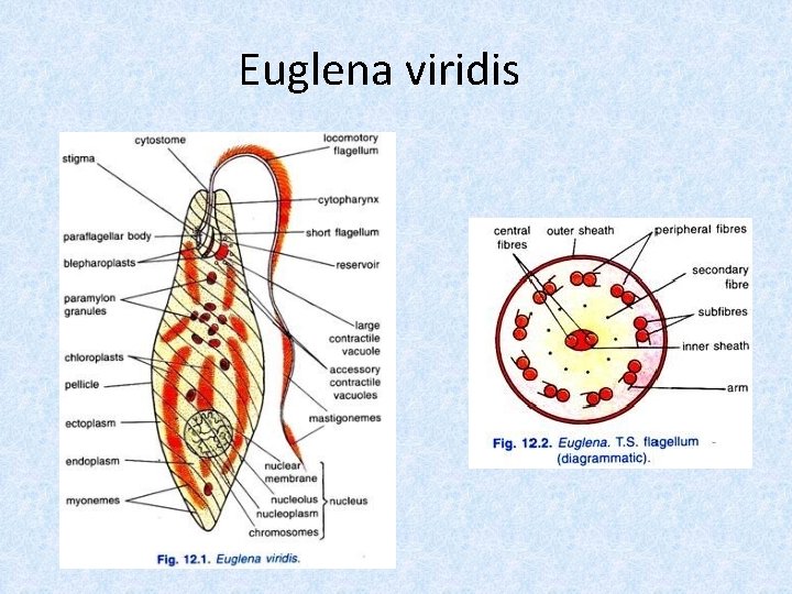 Euglena viridis 