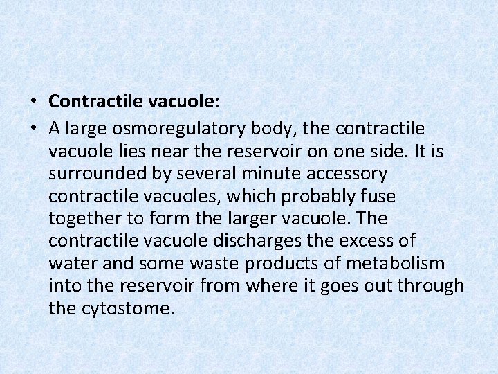  • Contractile vacuole: • A large osmoregulatory body, the contractile vacuole lies near