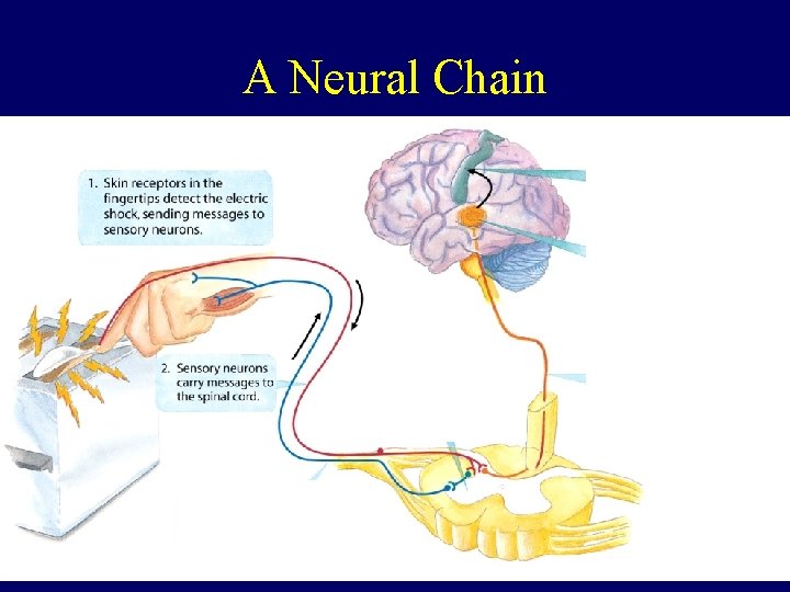 A Neural Chain 