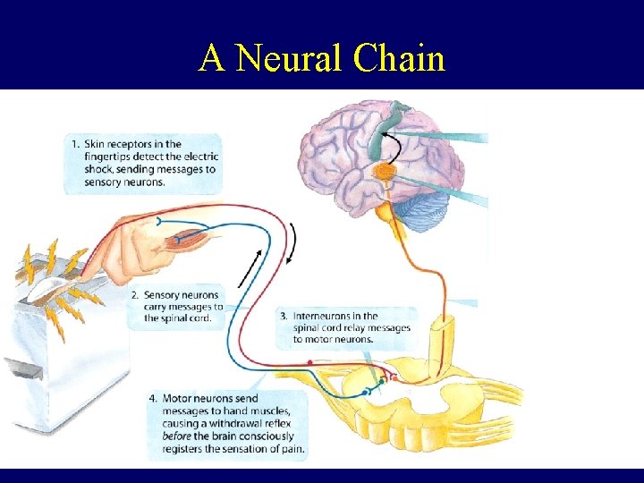 A Neural Chain 