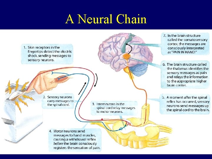 A Neural Chain 