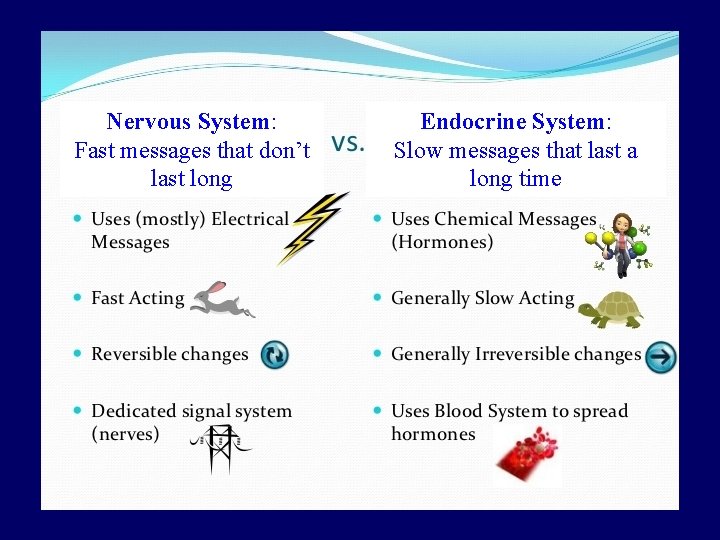 Nervous System: Fast messages that don’t last long Endocrine System: Slow messages that last