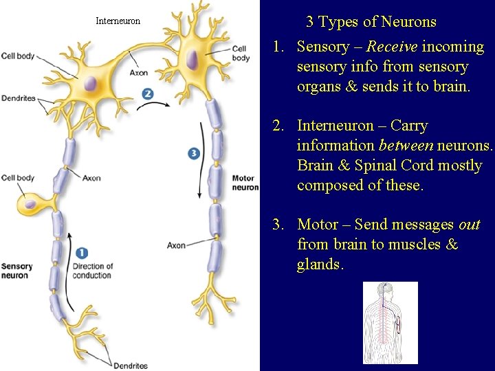 Interneuron 3 Types of Neurons 1. Sensory – Receive incoming sensory info from sensory