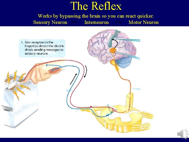 The Reflex Works by bypassing the brain so you can react quicker. Sensory Neuron