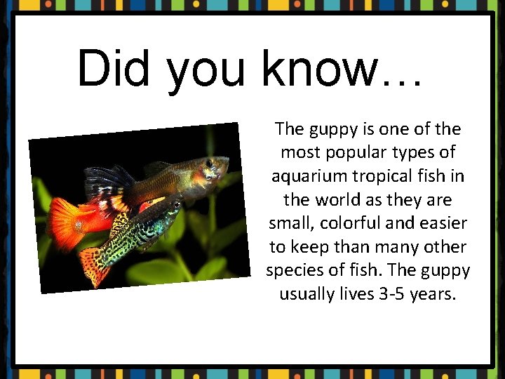 Did you know… The guppy is one of the most popular types of aquarium