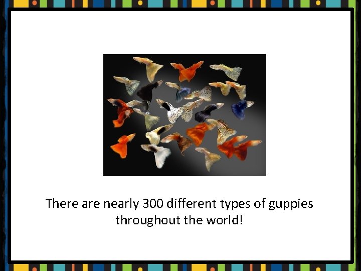 There are nearly 300 different types of guppies throughout the world! 