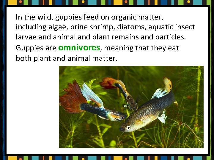 In the wild, guppies feed on organic matter, including algae, brine shrimp, diatoms, aquatic