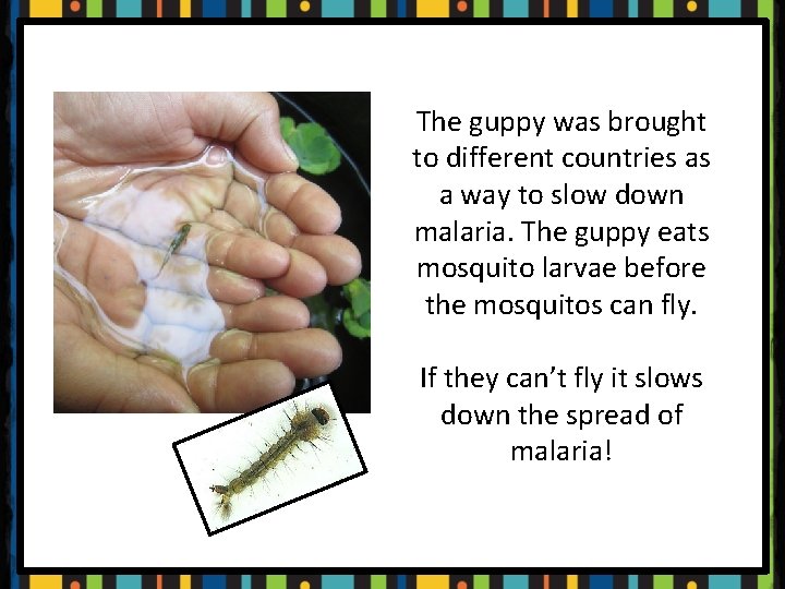 The guppy was brought to different countries as a way to slow down malaria.