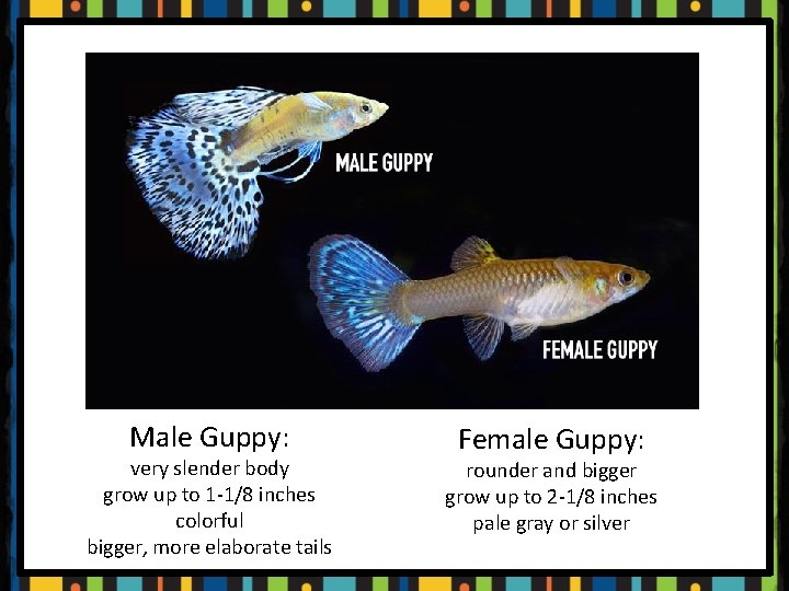 Male Guppy: very slender body grow up to 1 -1/8 inches colorful bigger, more