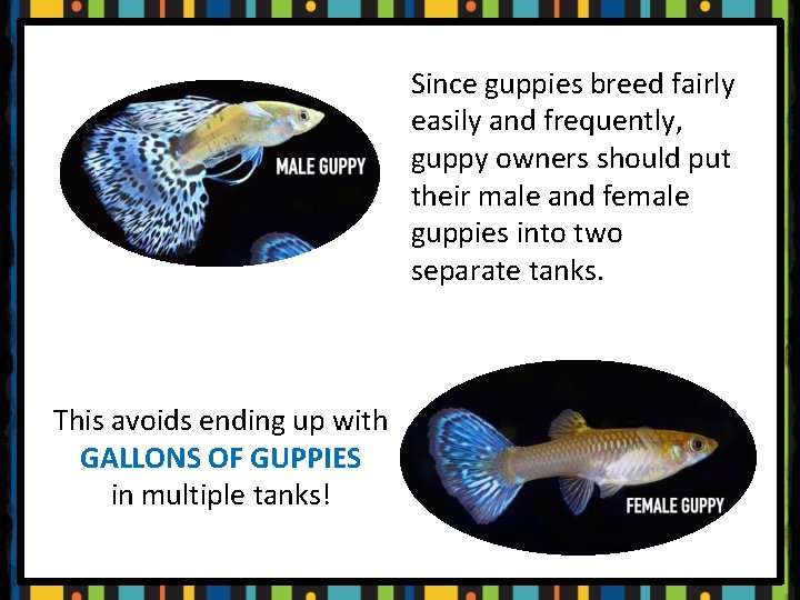 Since guppies breed fairly easily and frequently, guppy owners should put their male and