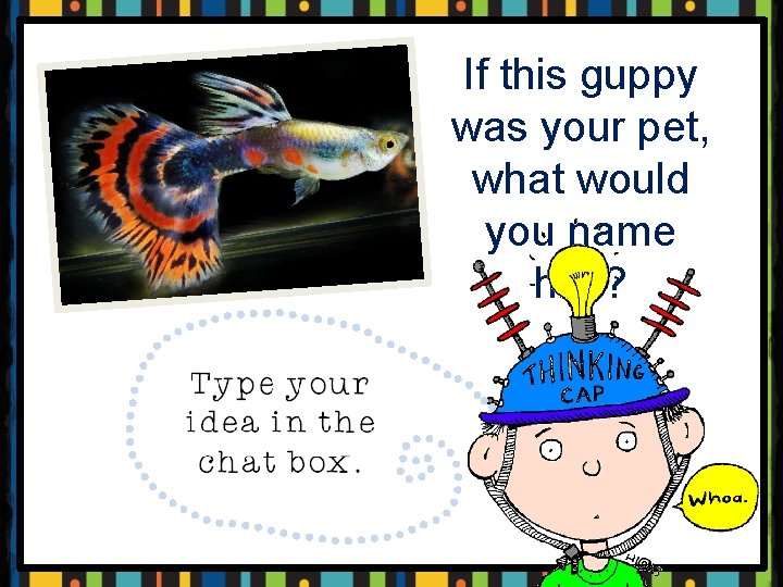 If this guppy was your pet, what would you name him? 