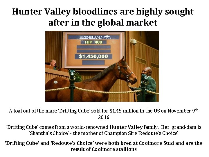 Hunter Valley bloodlines are highly sought after in the global market A foal out