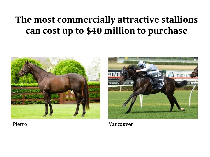 The most commercially attractive stallions can cost up to $40 million to purchase Pierro