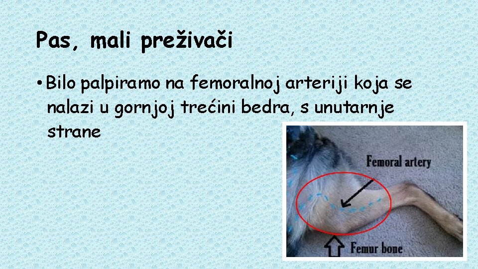 Pas, mali preživači • Bilo palpiramo na femoralnoj arteriji koja se nalazi u gornjoj