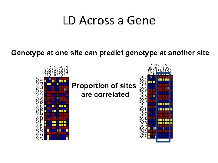 LD Across a Gene Genotype at one site can predict genotype at another site