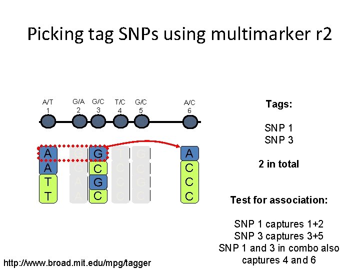 Picking tag SNPs using multimarker r 2 A/T 1 G/A 2 G/C 3 T/C