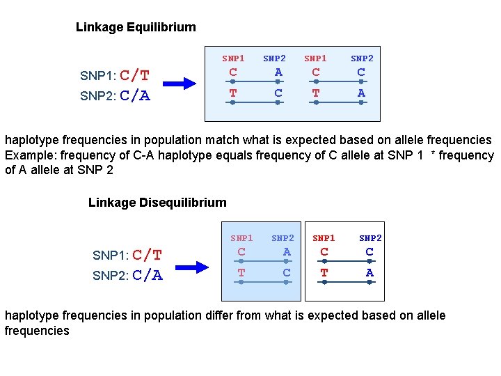 Linkage Equilibrium SNP 1 SNP 2 SNP 1: C/T C A C C SNP