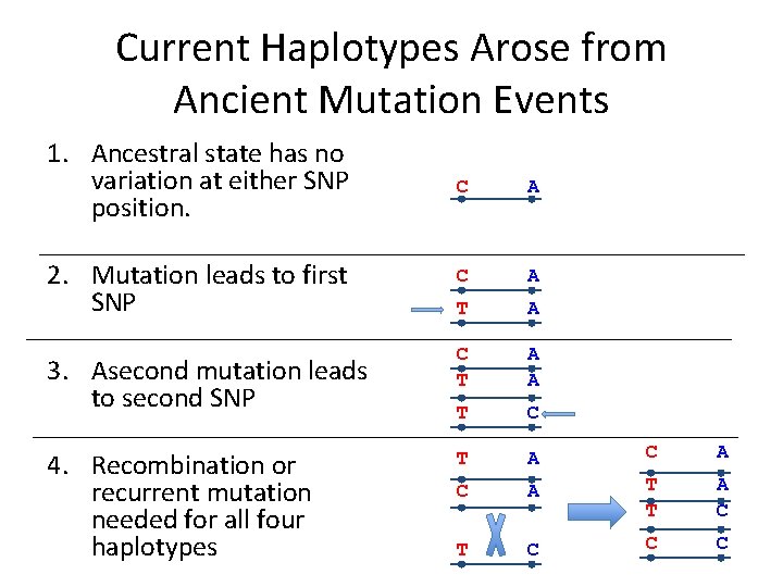 Current Haplotypes Arose from Ancient Mutation Events 1. Ancestral state has no variation at