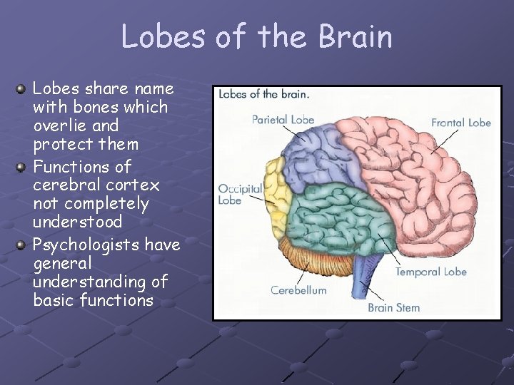 Lobes of the Brain Lobes share name with bones which overlie and protect them