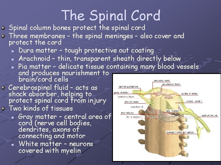 The Spinal Cord Spinal column bones protect the spinal cord Three membranes – the