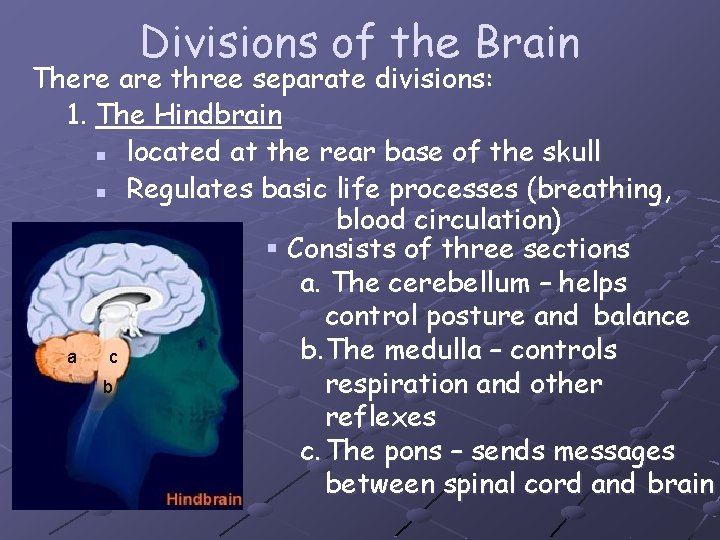 Divisions of the Brain There are three separate divisions: 1. The Hindbrain n located