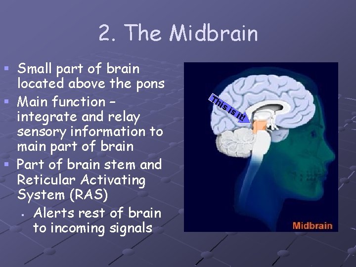 2. The Midbrain § Small part of brain located above the pons § Main