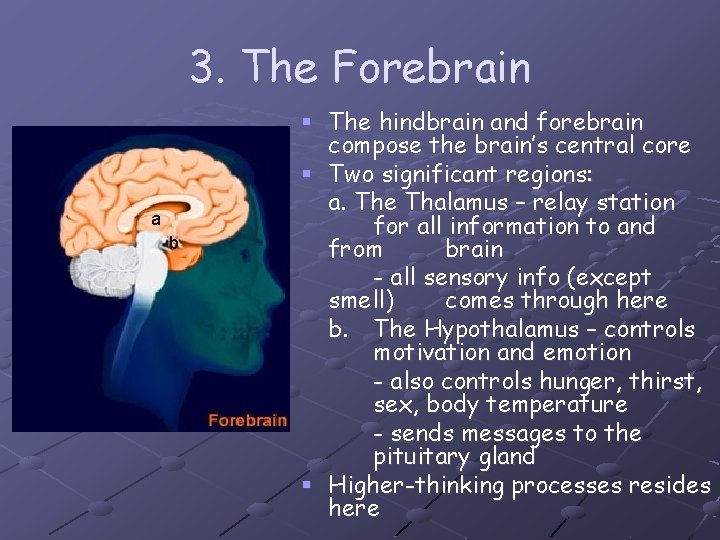 3. The Forebrain a b § The hindbrain and forebrain compose the brain’s central