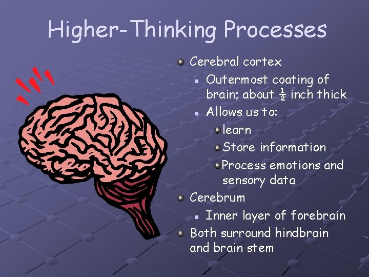 Higher-Thinking Processes Cerebral cortex n Outermost coating of brain; about ½ inch thick n